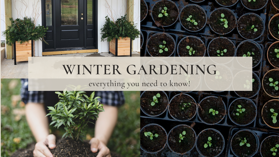 Winter Gardening - everything you need to know!