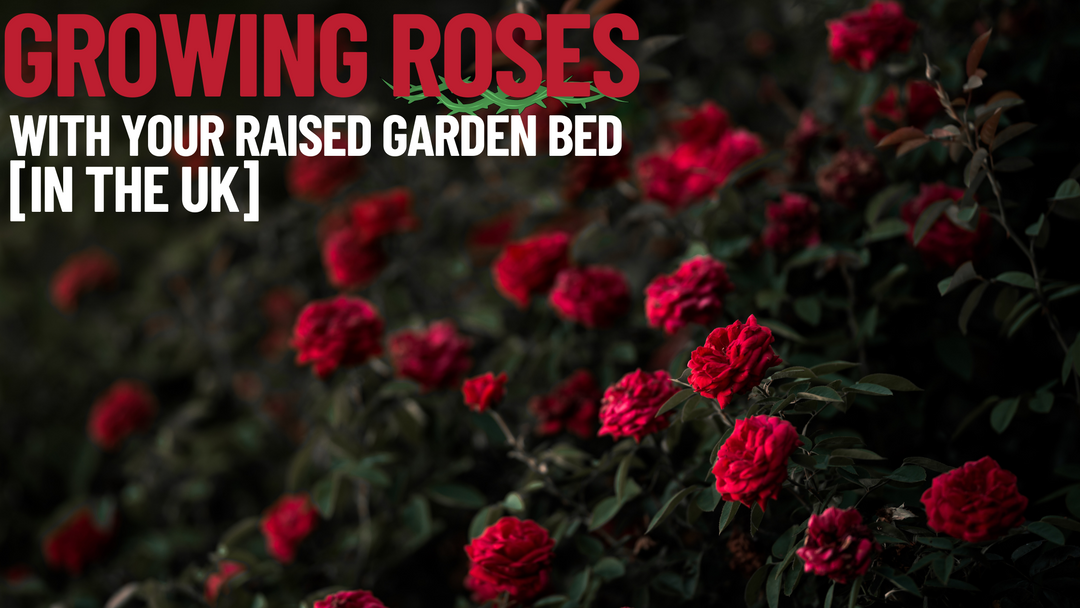 Growing Roses In The UK
