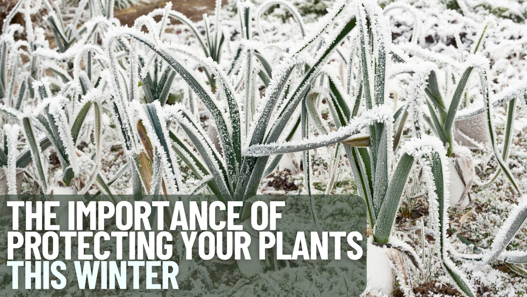 The Importance Of Protecting Your Plants In Winter