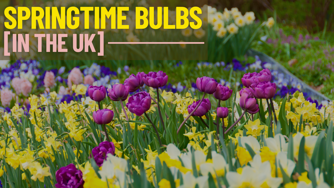 Growing Springtime Bulbs In The UK