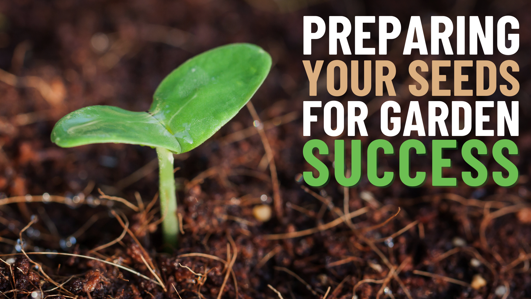 Preparing Your Seeds For Success In The UK – Cedar Planters Japan - アース ...