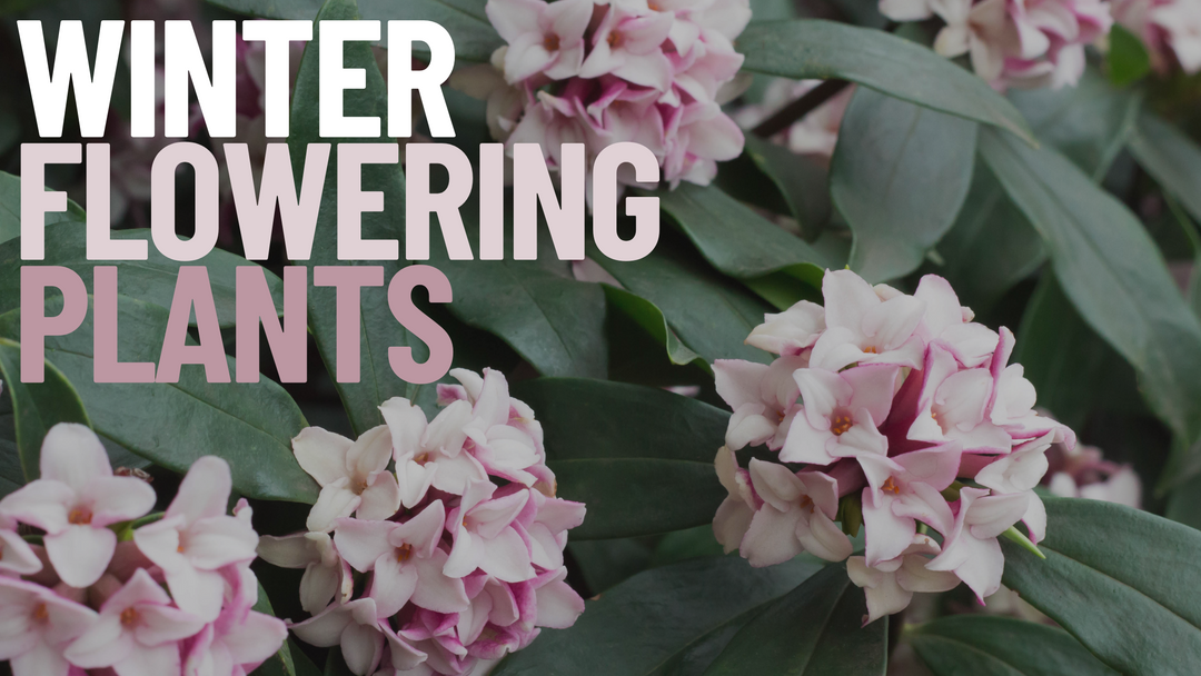Wintering Flowering Plants in the UK