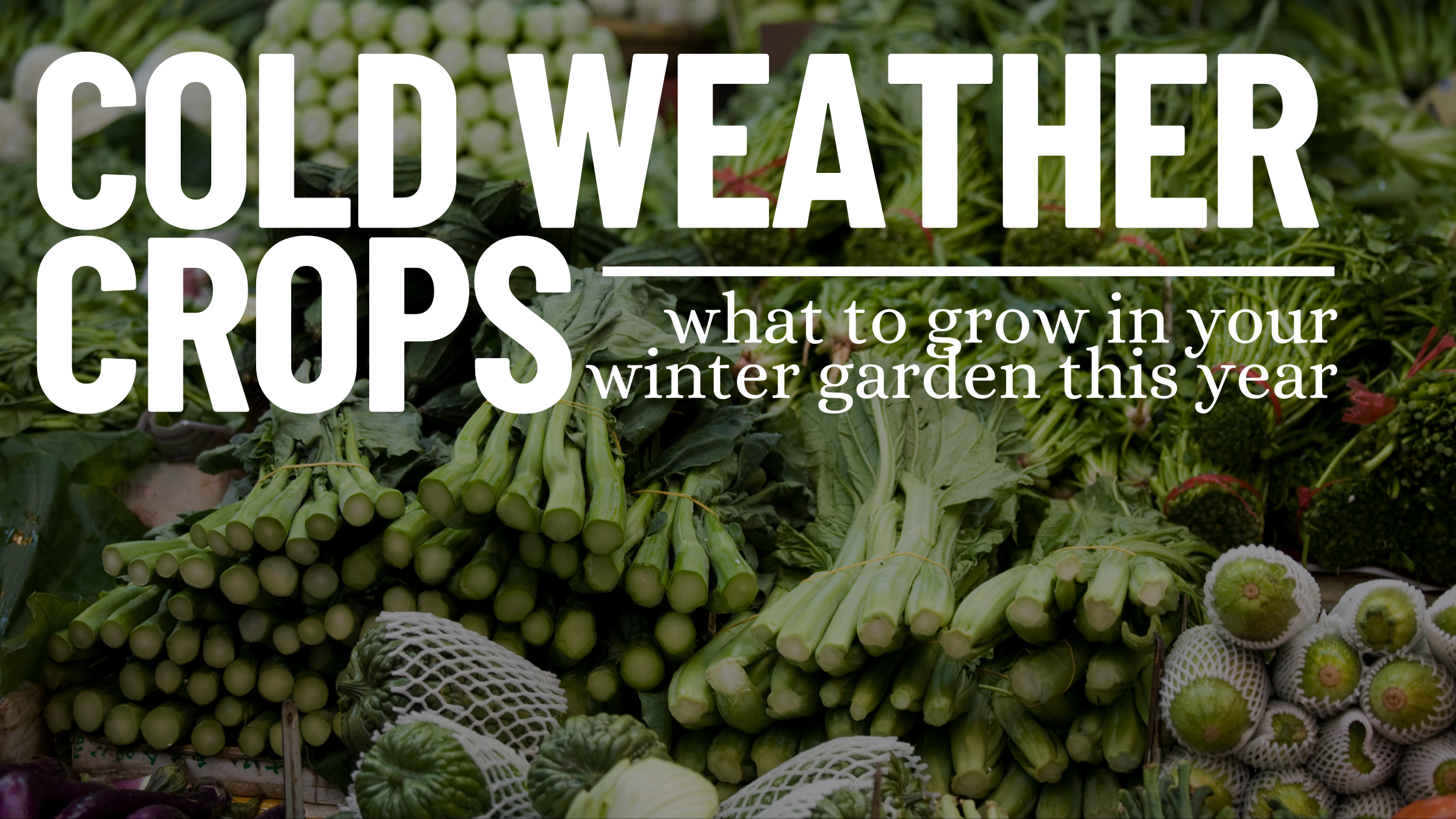 Cold Weather Crops: What To Plant In Your Garden This Winter – Cedar ...