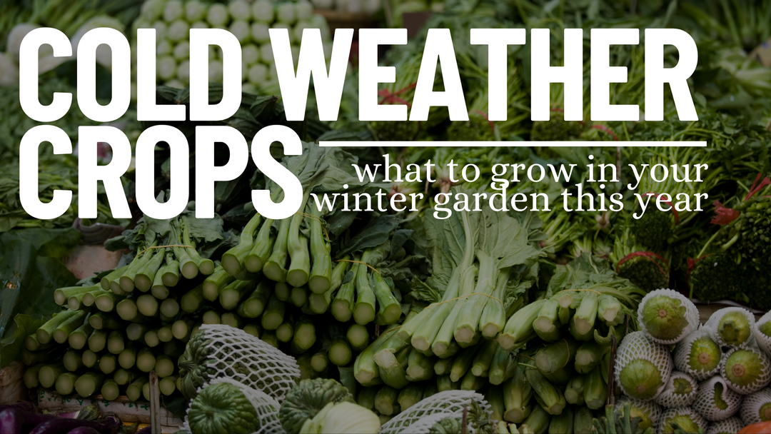 Cold Weather Crops to grow in the UK