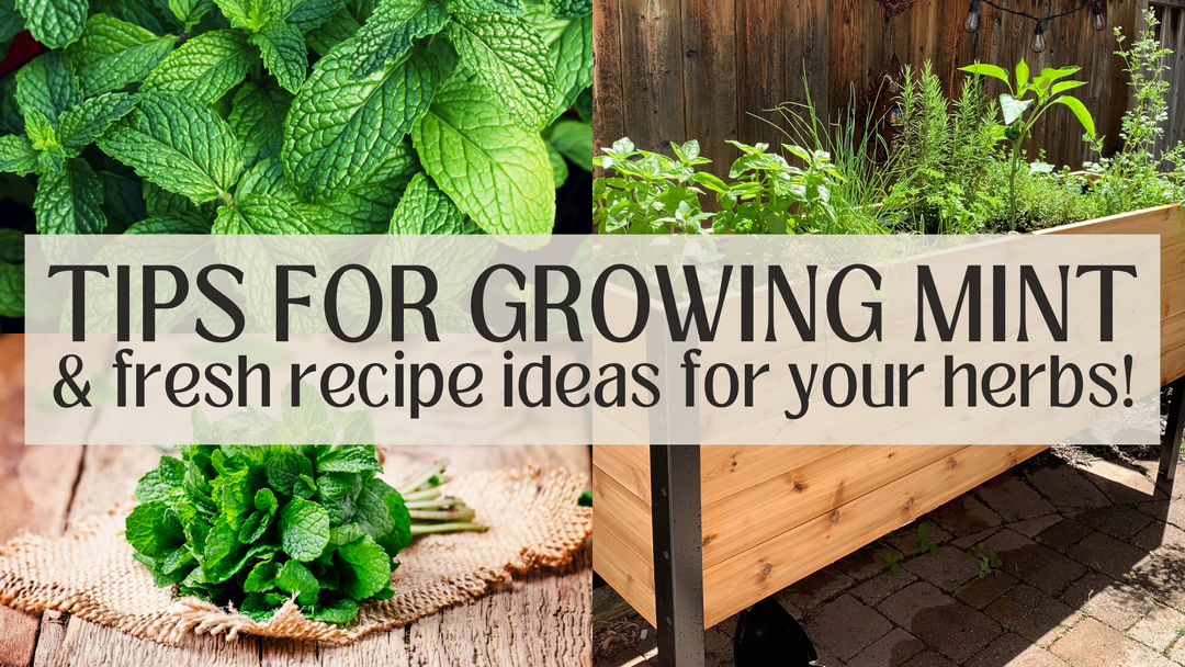 Tips for growing Mint in your raised garden bed