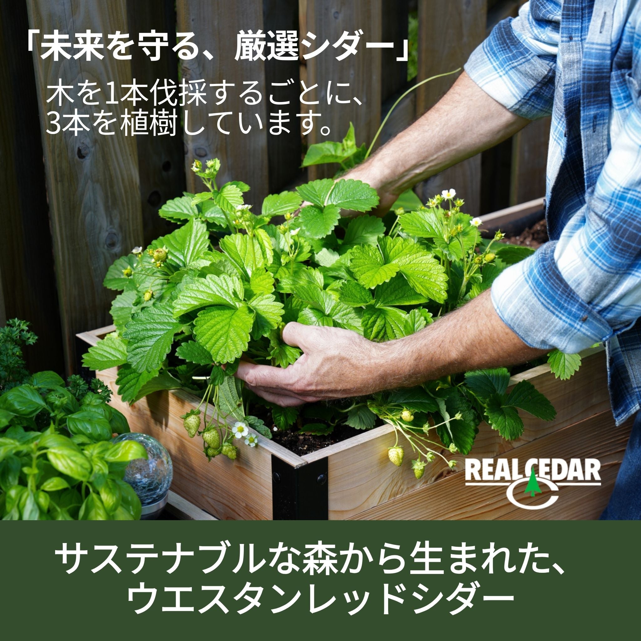 レイズドガーデンベッド - 46cm x 122cm x 76cm – Cedar Planters