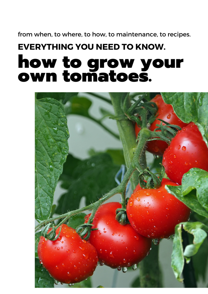 E-book: Tomato Growing Guide (English version)