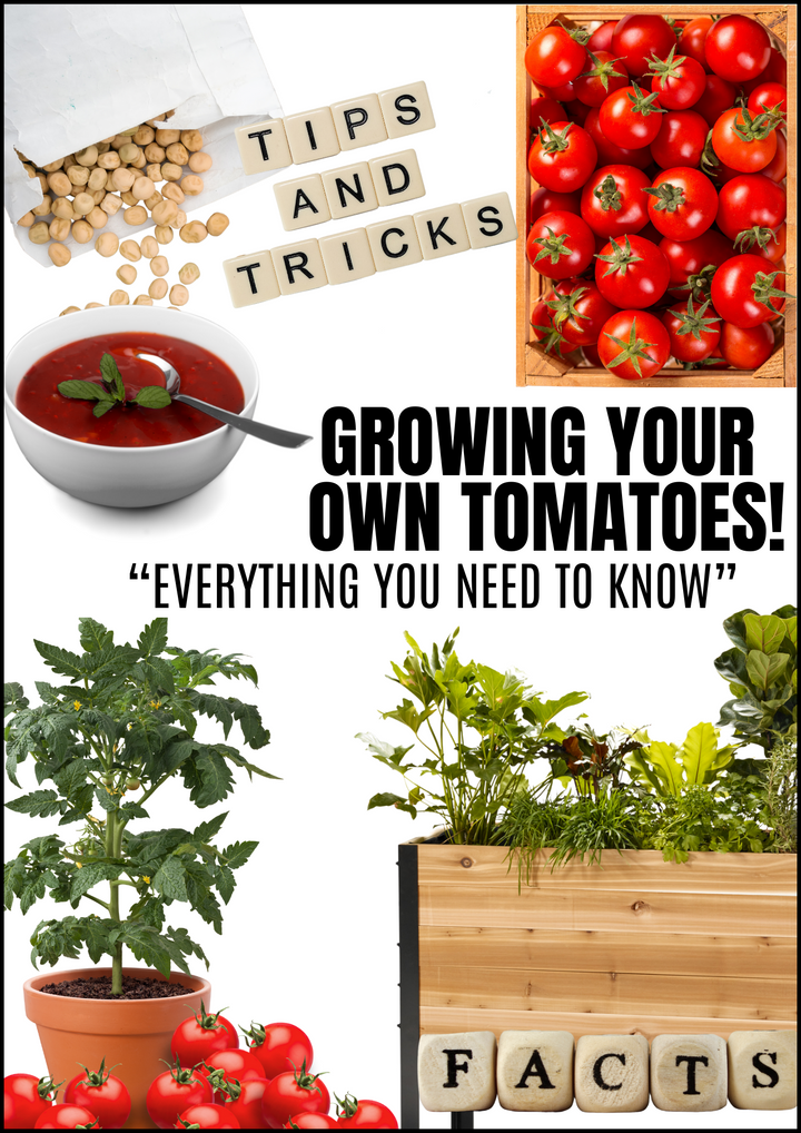 E-book: Tomato Growing Guide (English version)
